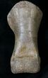 Long T-Rex or Nanotyrannus Toe Bone - Montana #19170-3